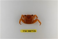 藏品(白紋方蟹)的圖片